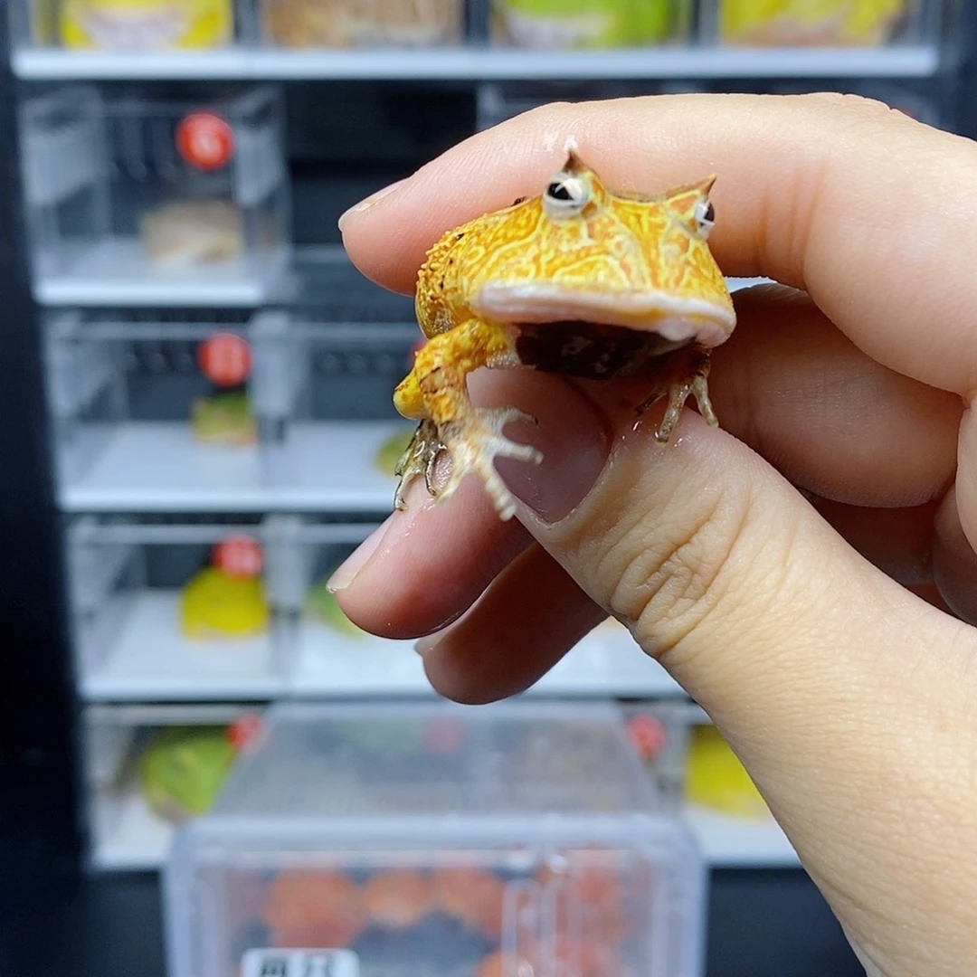 角蛙霸王角蛙微残