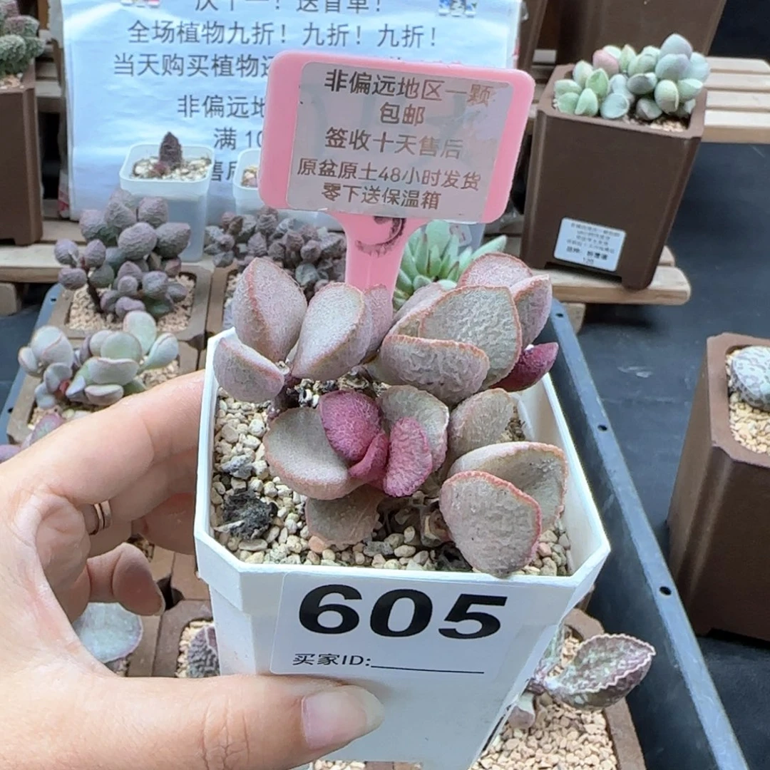605妖姬多肉植物