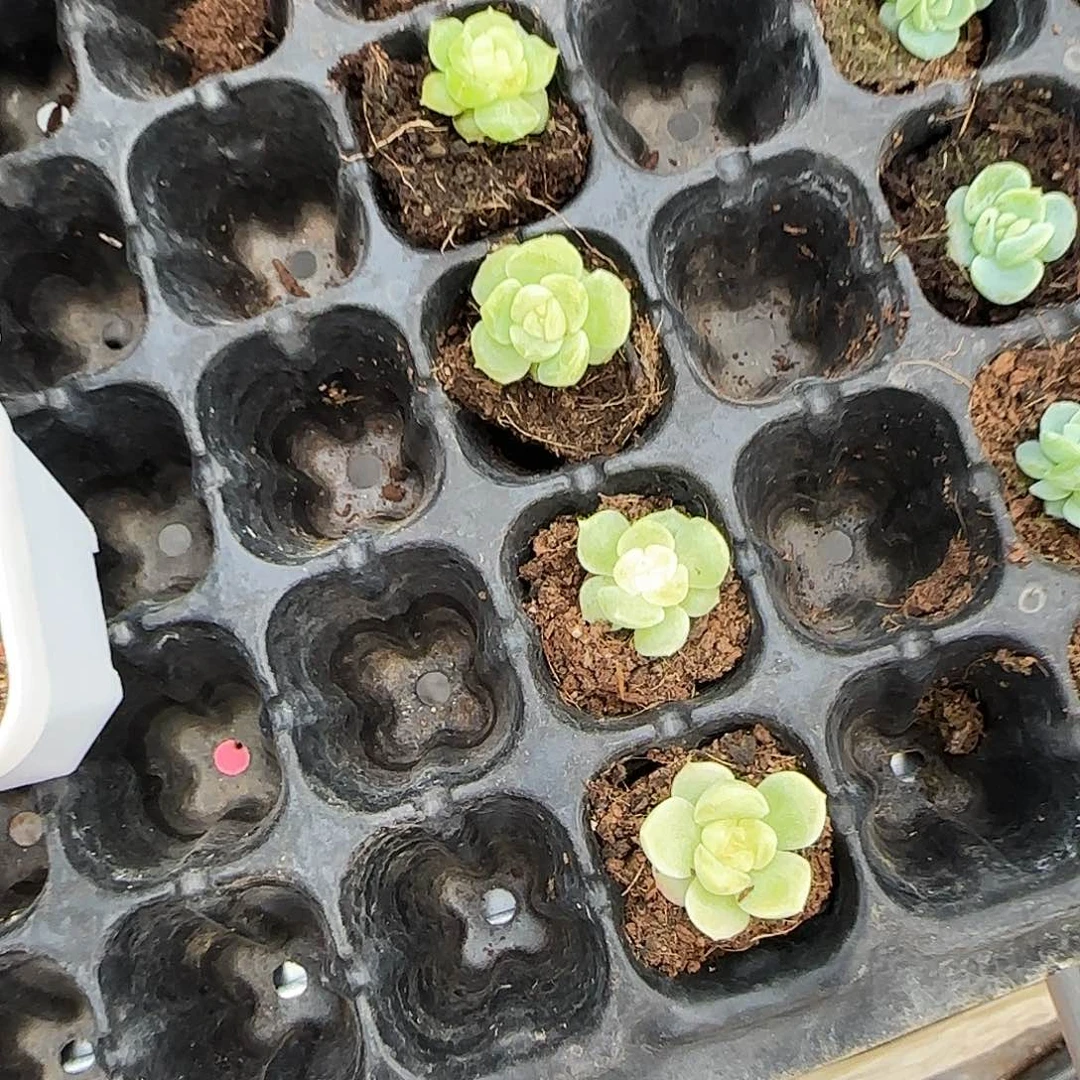 梃A2 中苗一个满25包邮