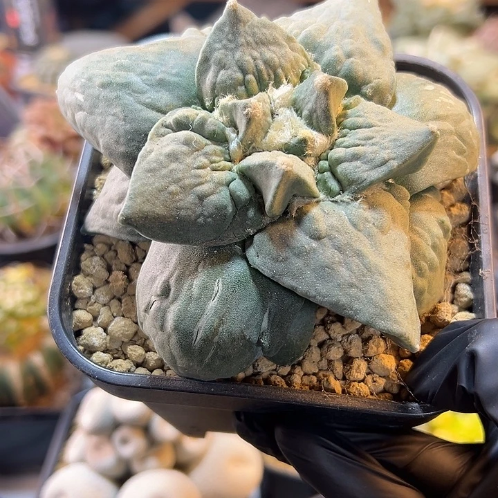 56号自根宽尤牛舌怒11.5公分