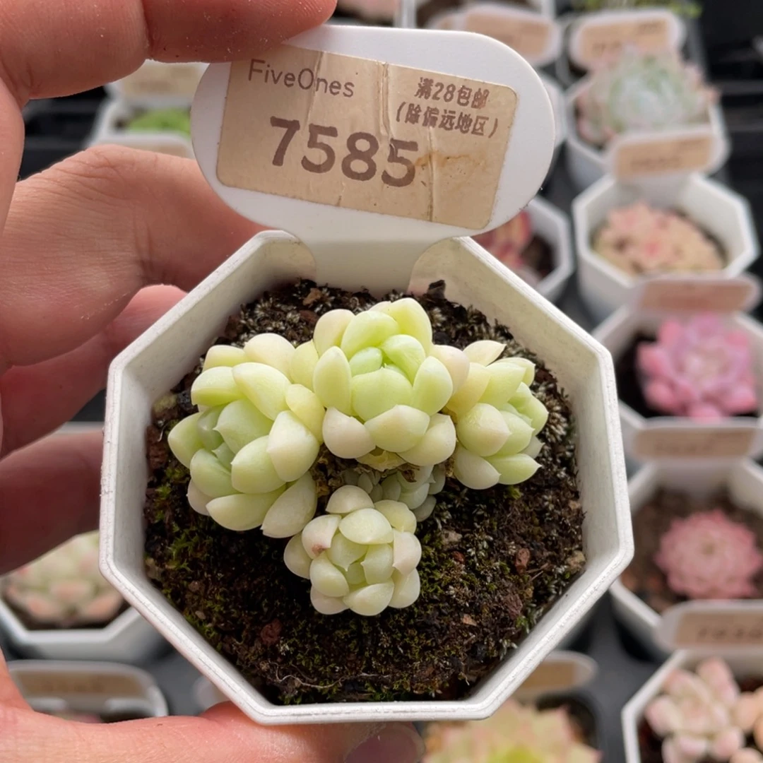 白月光7585-5厘米