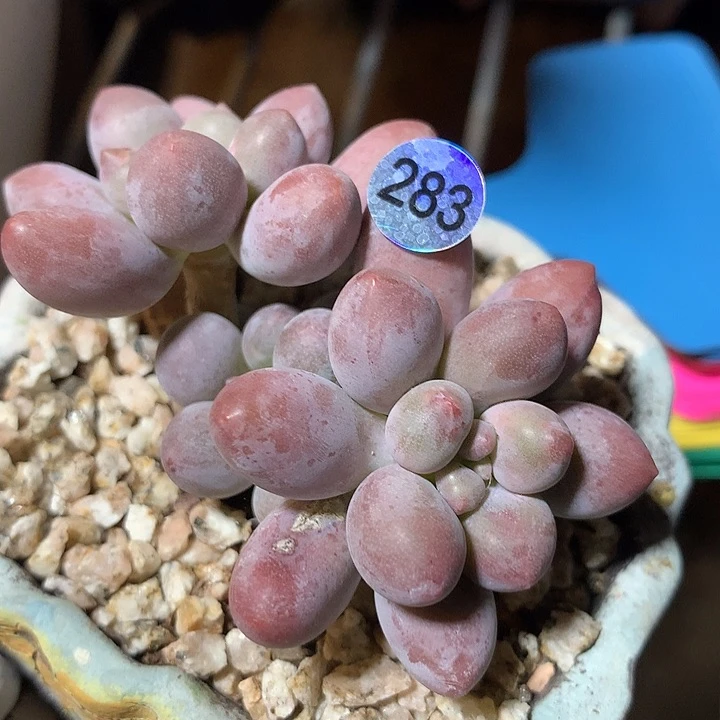 仙子奶酪多肉植物