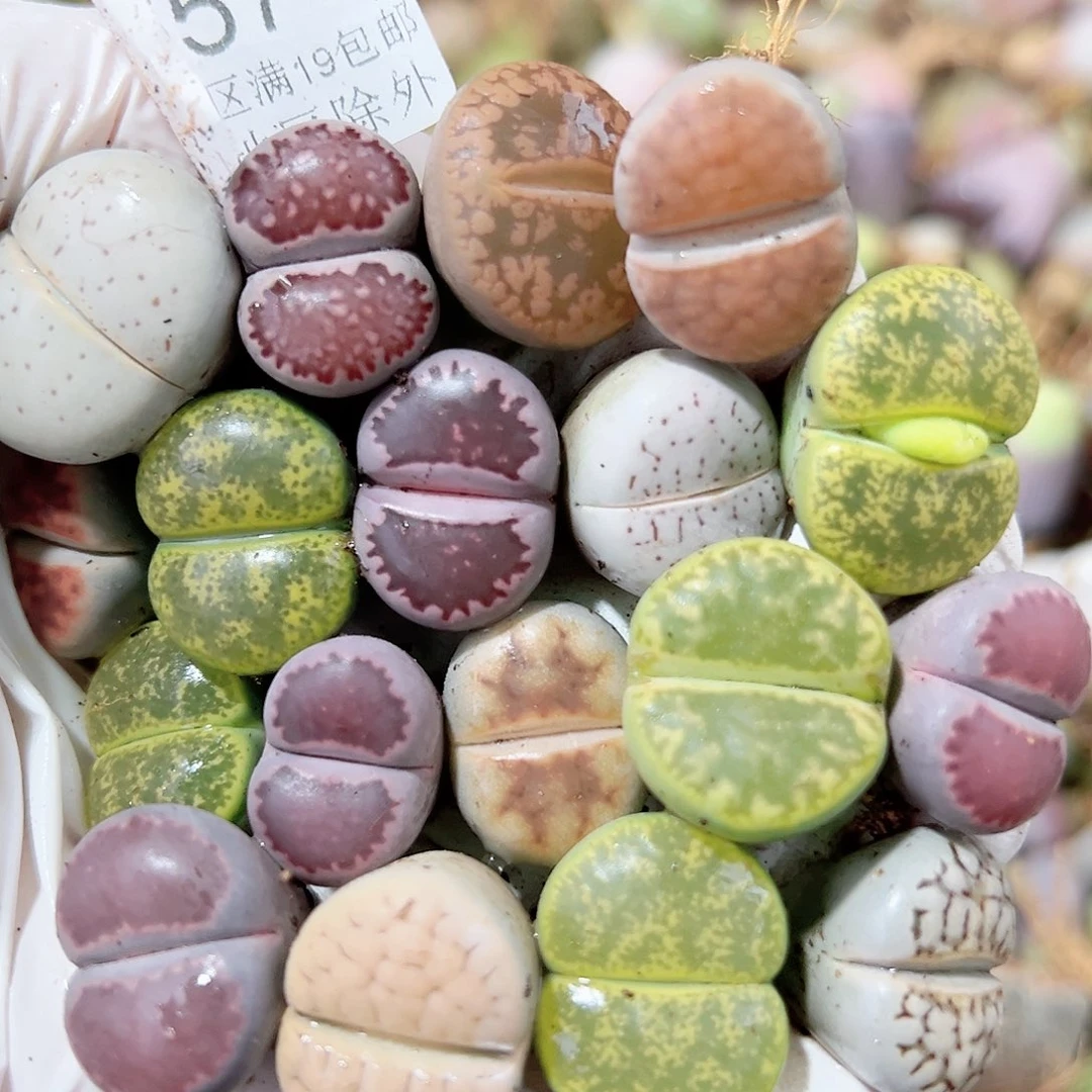 5657 好养易活生石花大母本18个