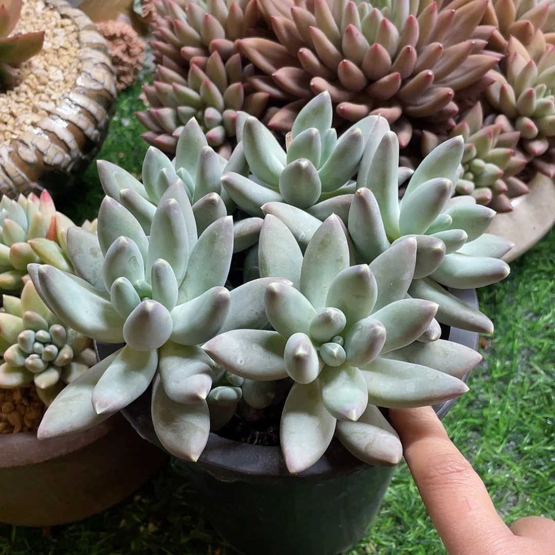 多肉植物的生长发育与生长发育的