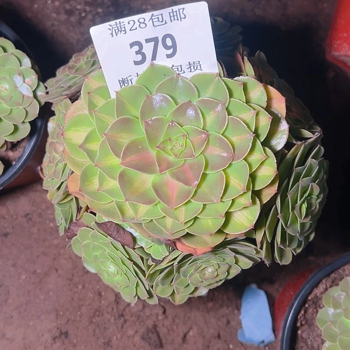 379抹茶多肉植物保护