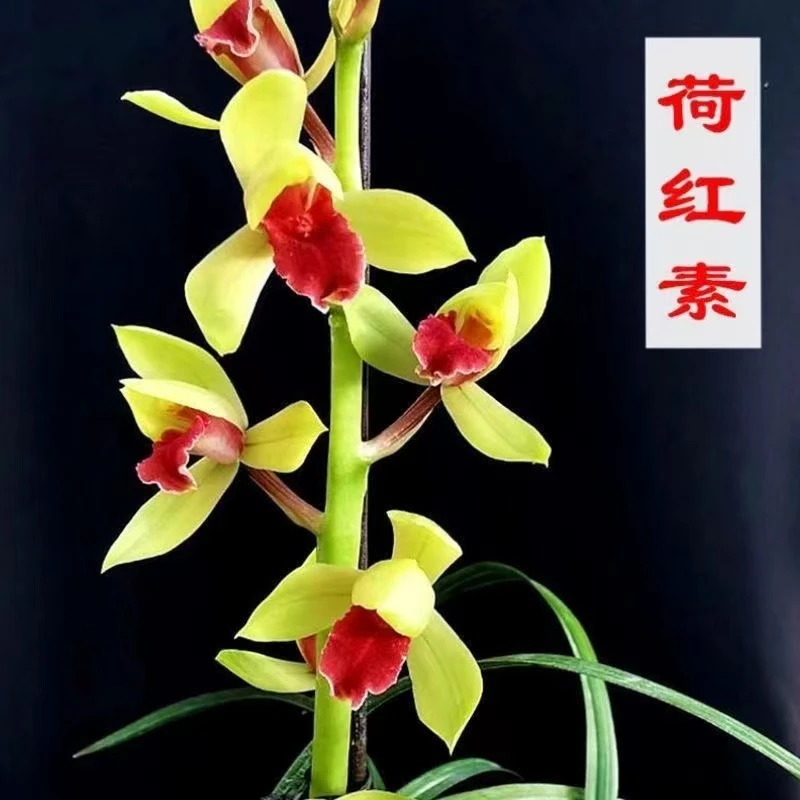 蕙兰-荷红素-人工种植组培小苗-连体2苗