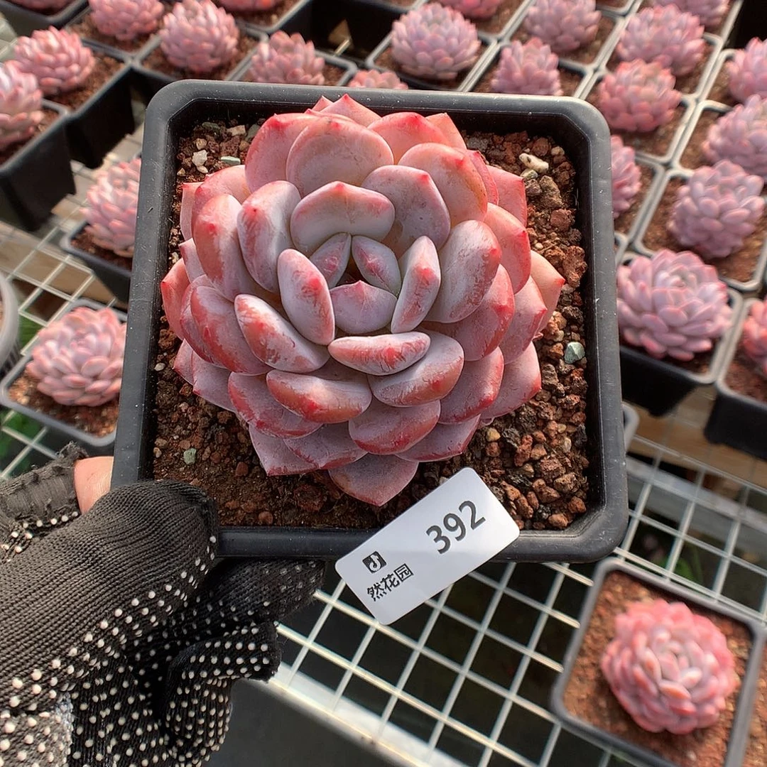 392星橙多肉植物666