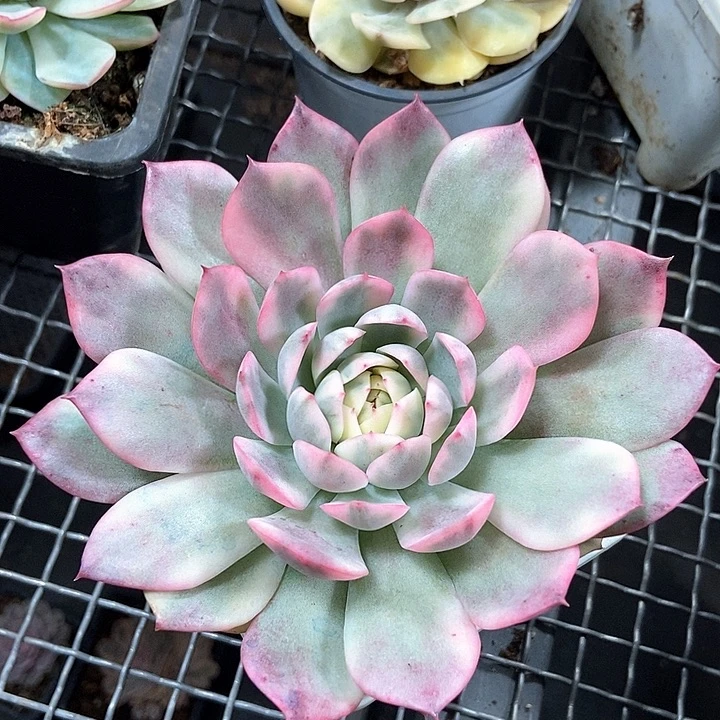 韩水晶锦多肉植物