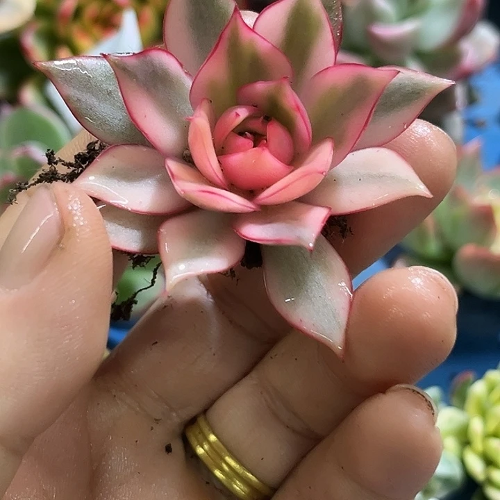 698宝莲灯锦炸多肉植物哇啦塞