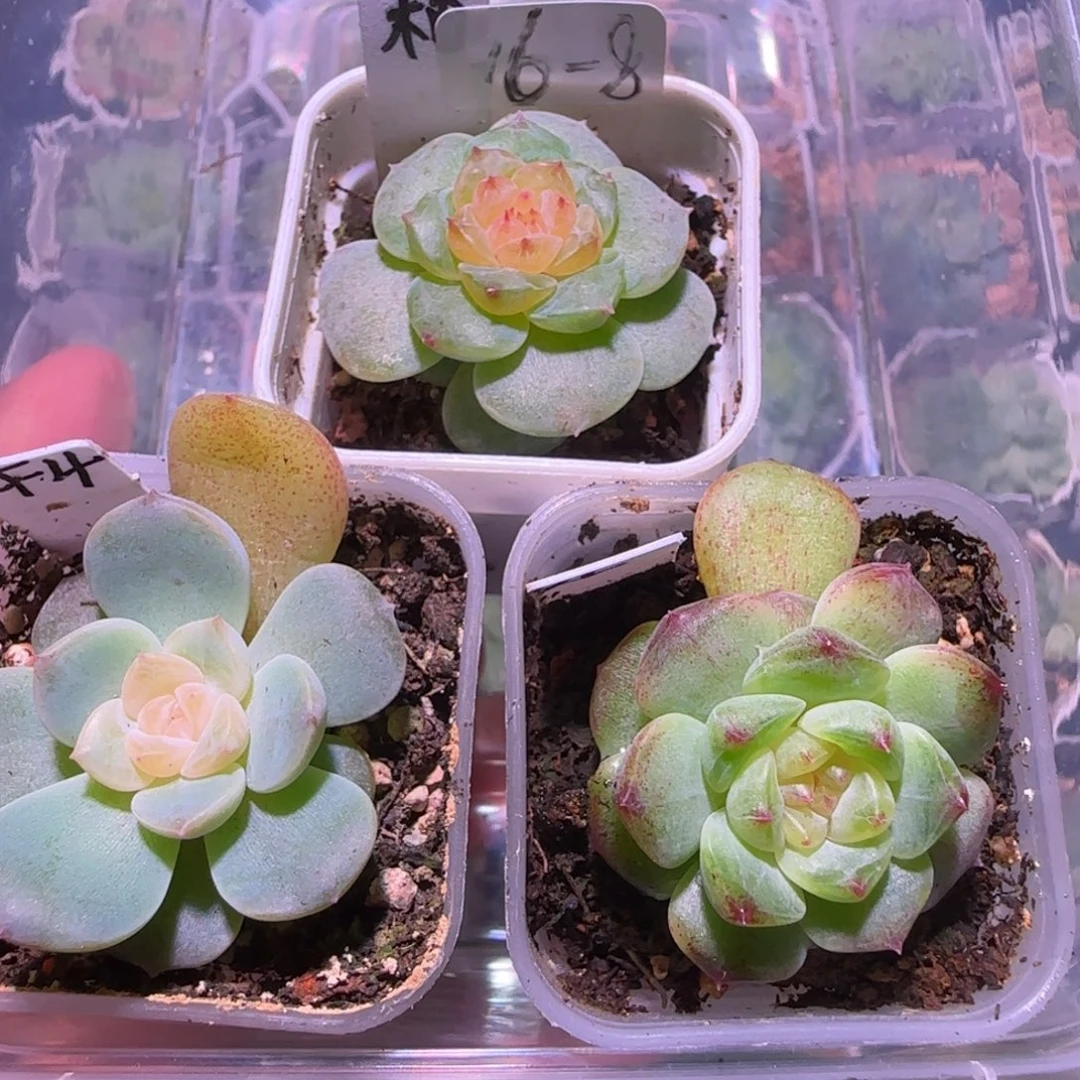 福利组合16-8三颗