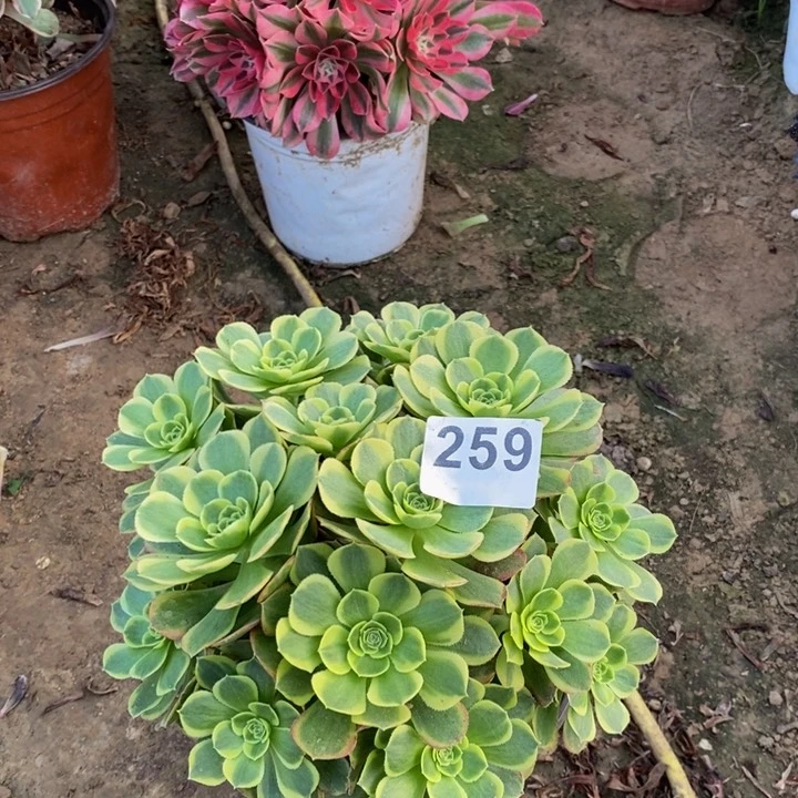 259万奶白绣球多肉