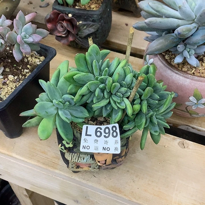 海洋之歌缀化 多肉植物、9.27号左右发
