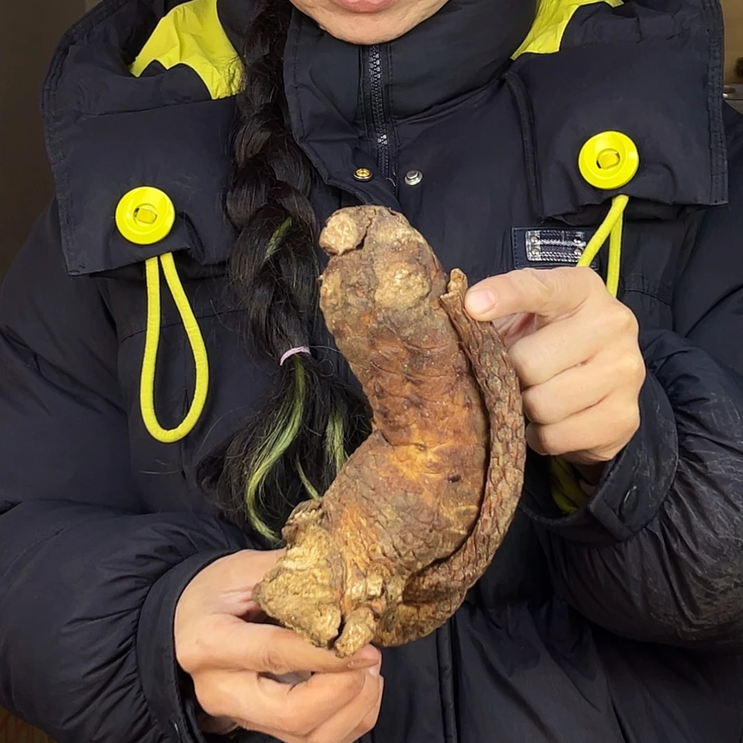 中国大陆老根585克