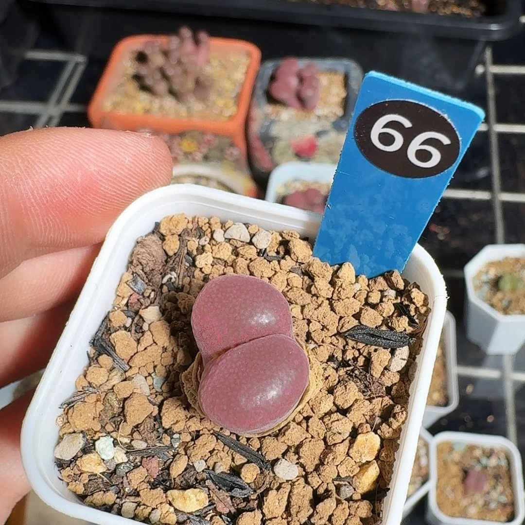 无花朵多肉植物66