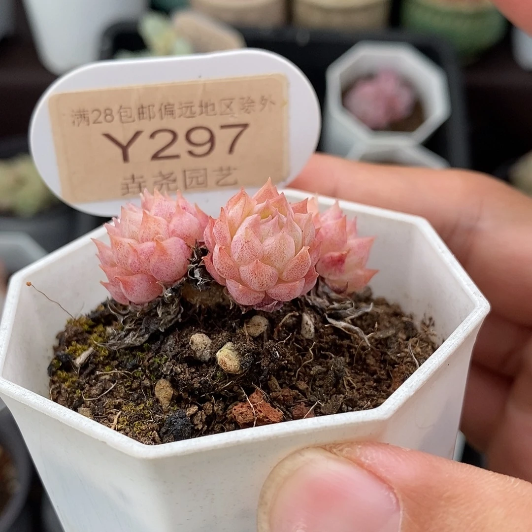 0297 朱砂痣 4cm