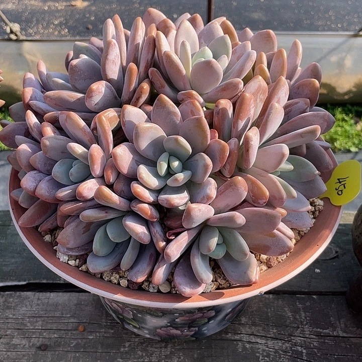 粉兔多肉植物群生