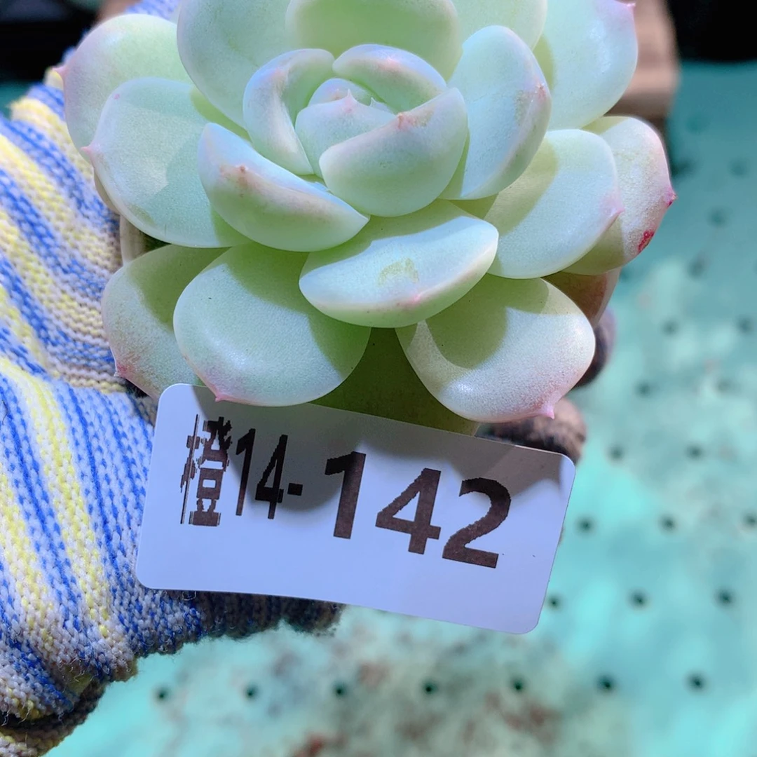 14-142一物一拍多肉带盆1颗