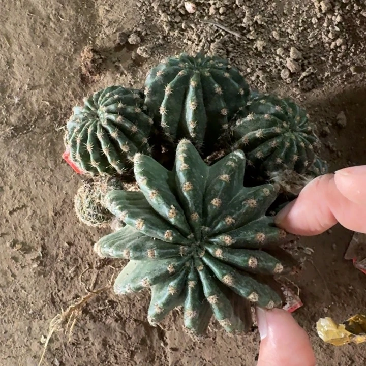 249彩草根脱土发货斑，20包邮