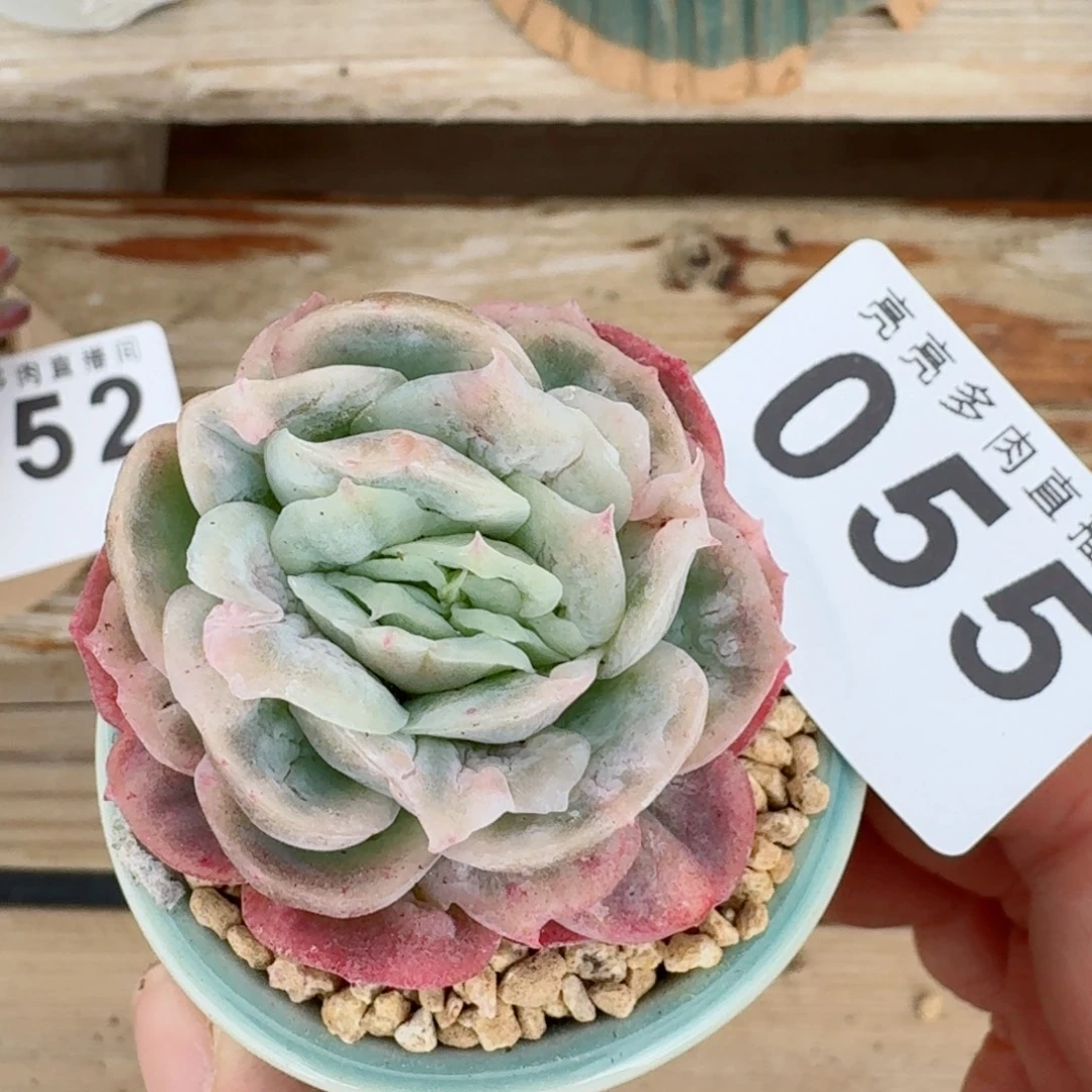 泡泡纱裙      愿你一路坦途，乘风破浪展宏图