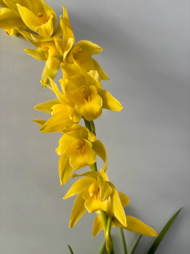 绿翡翠---大花蕙兰0度以下拍保温棉不拍冻坏不售后