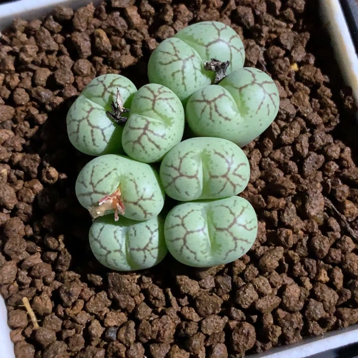 精品多肉植物精品多肉
