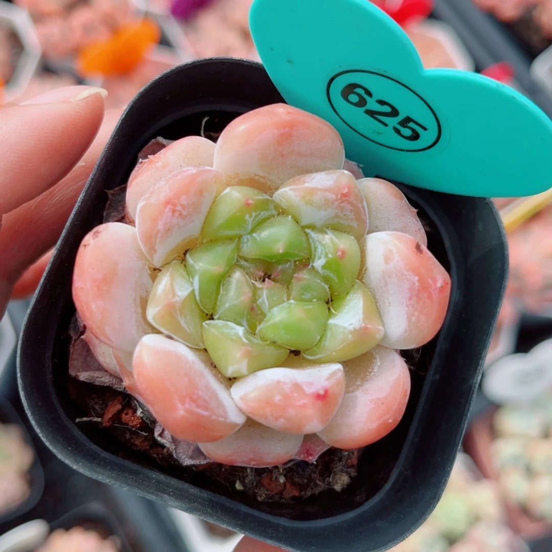 625号小老桩糖心单头