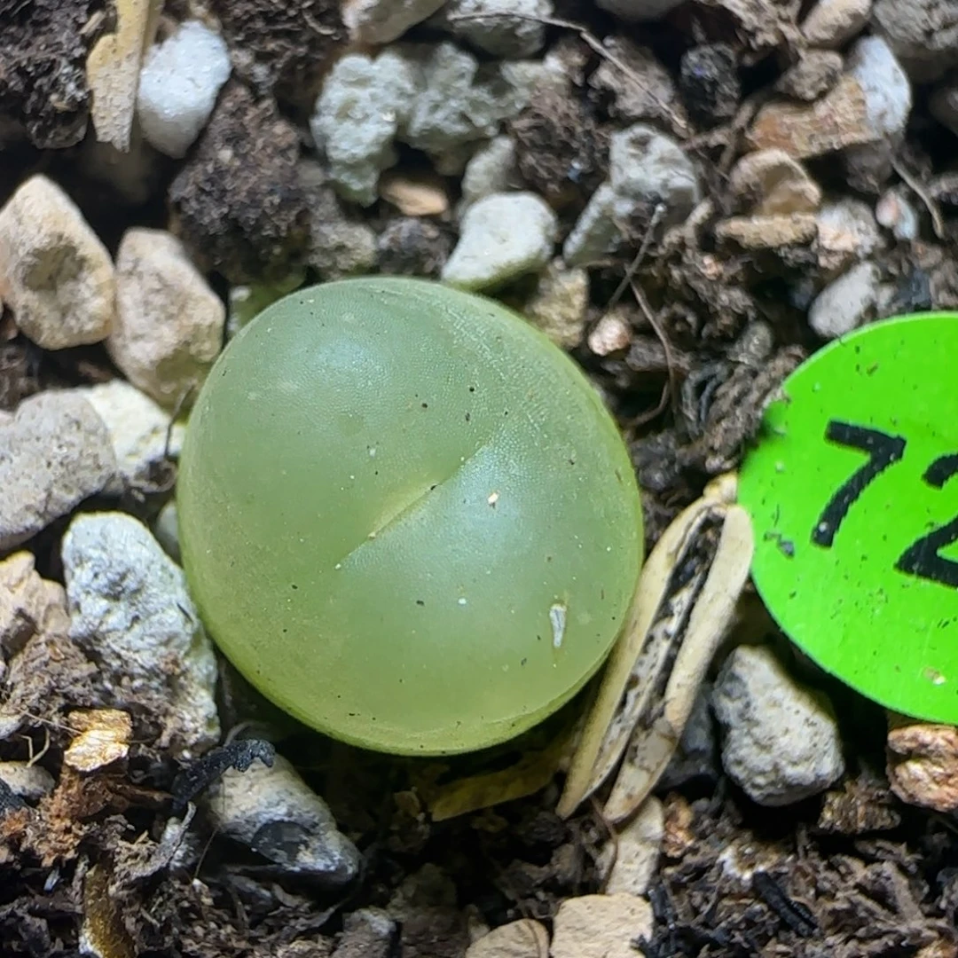 拉登1.1+瑕疵多肉植物728