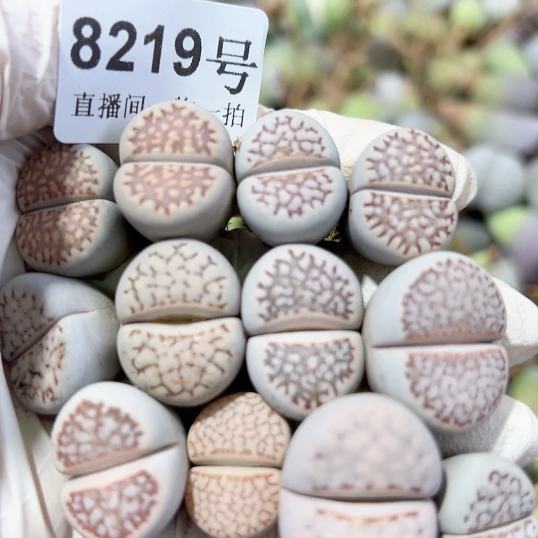 8219 好养易活生石花大母本12个