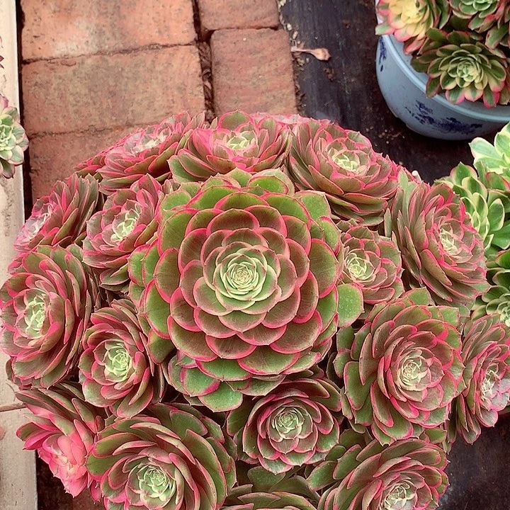 大粉花妖，多肉植物