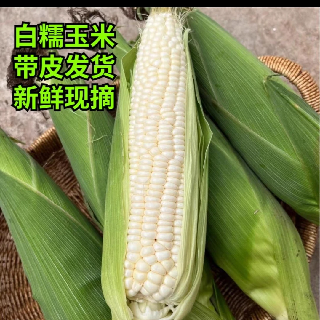 陕北特产米脂农家肥种植当季甜糯软玉米现搬带皮现发