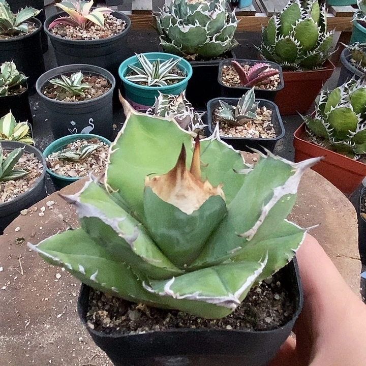 白犀牛。