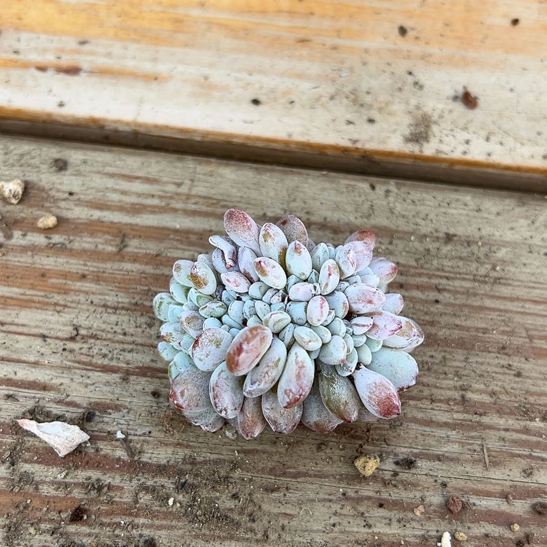 *****珠珠专拍雪莲缀化980