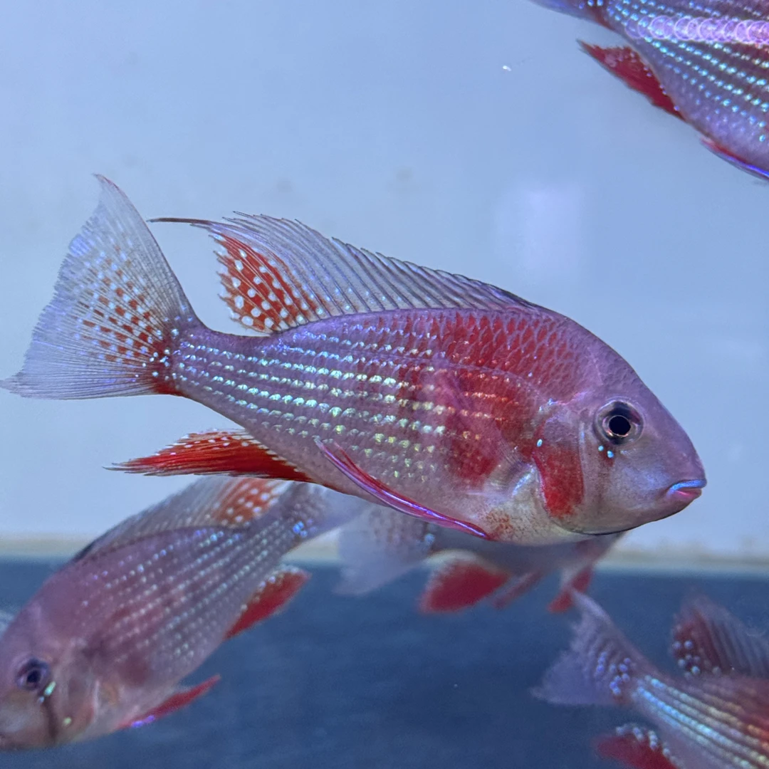 明天甄选｜赤荔凤冠关刀鱼食土鲷鱼淡水鱼观赏鱼龙鱼配鱼热带鱼