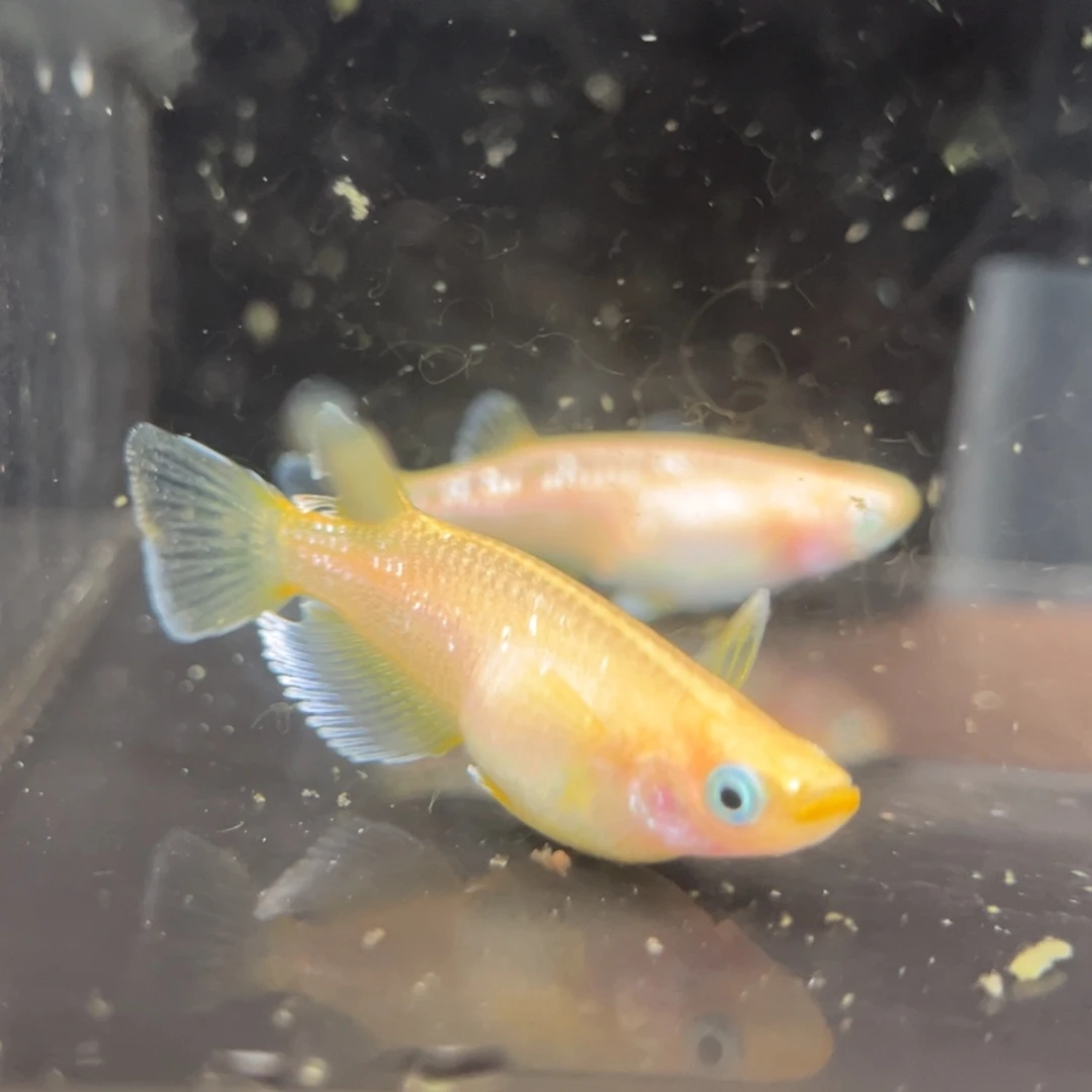 青鳉鱼240酥油灯一对