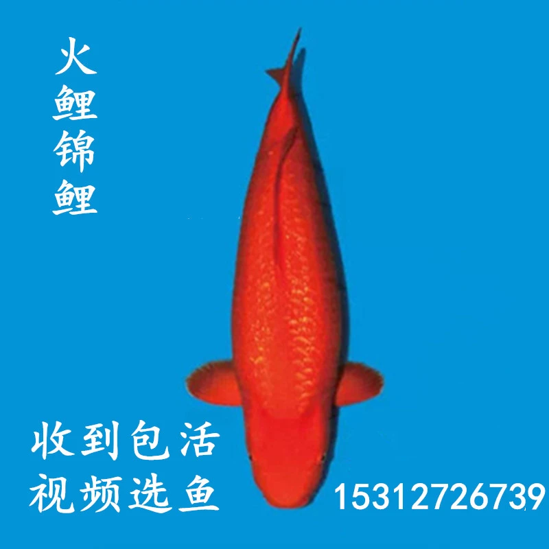 锦鲤活体日本进口纯种火鲤红白大正昭和丹顶鱼苗巨型观赏鱼易