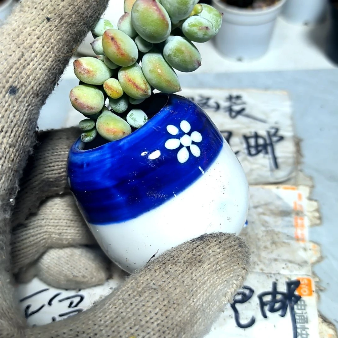 ，满9元包邮，达摩佛娘