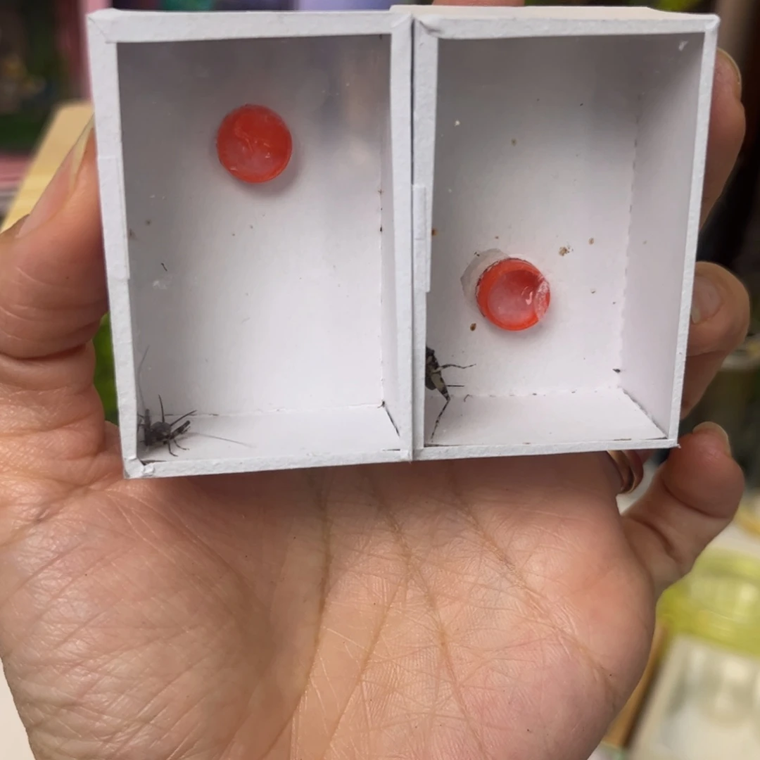 水蛉2只拍拍拍拍拍