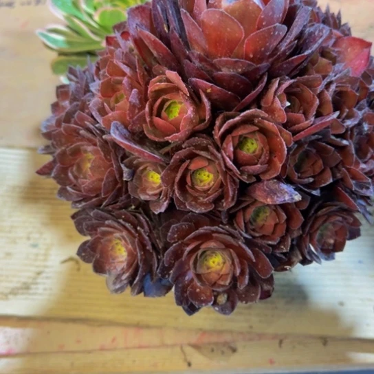 桃花石13.99加急发明天早上