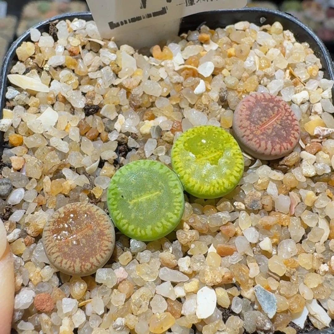 Sssss精品生石花772