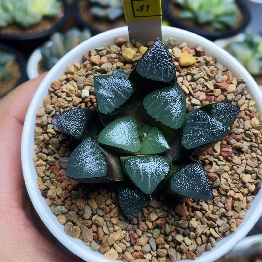 丸叶实生克十二卷