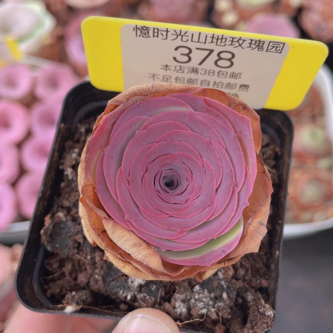 山地玫瑰378满38包邮裸根发货