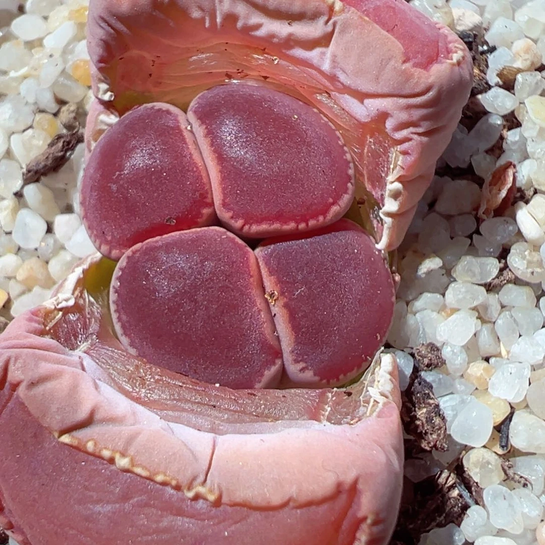 0204-128日轮ko多肉