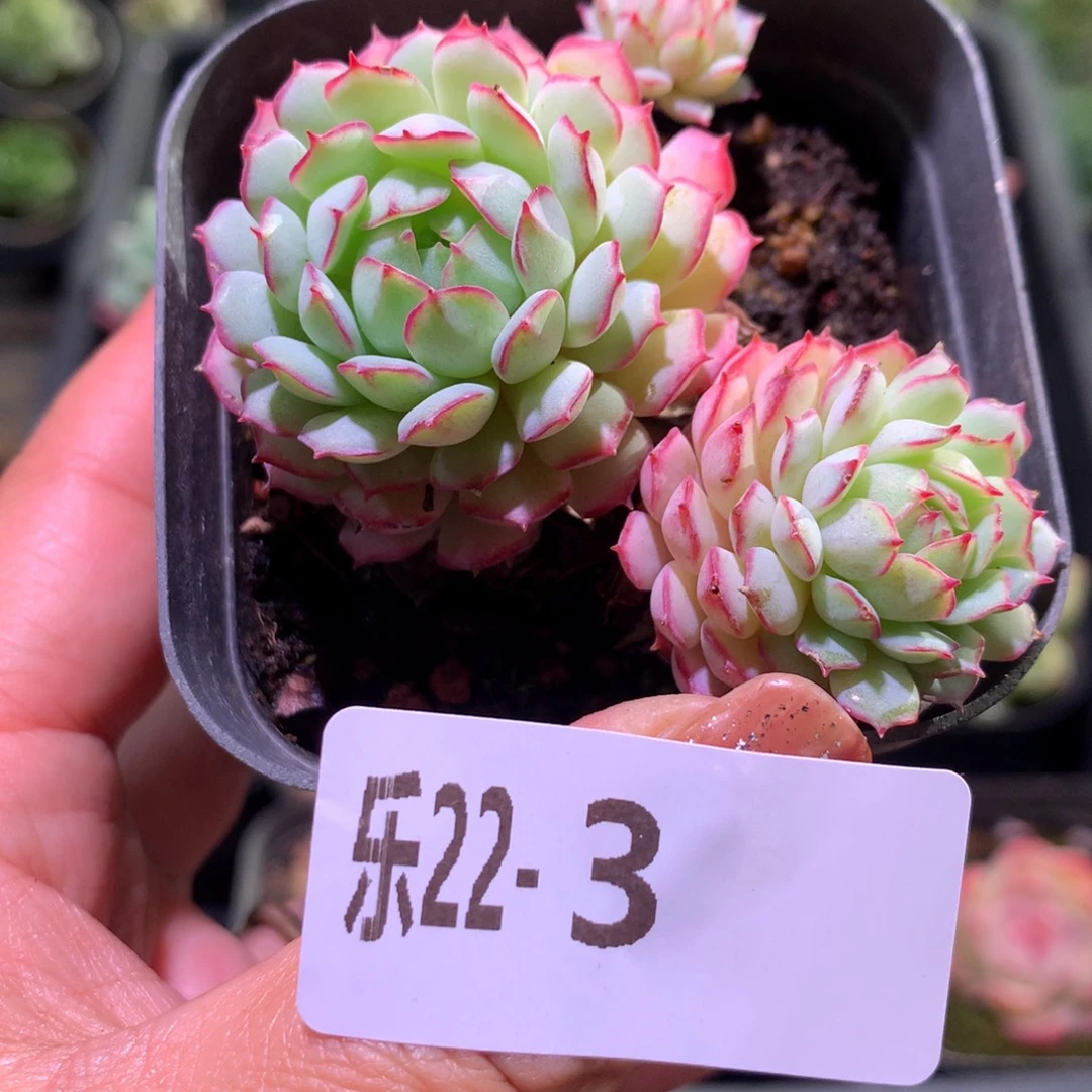 乐然22-3 小红船