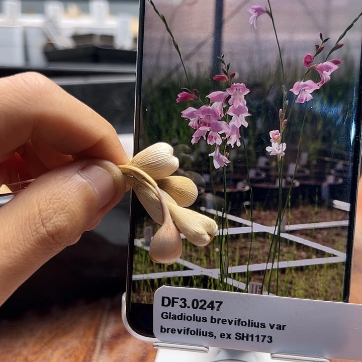 剑兰DF3.0247，1厘米球1个