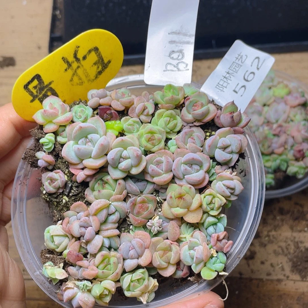 量拍多肉植物多肉植物562