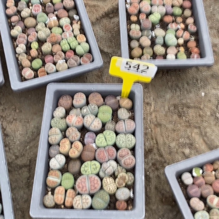 雷***艺生石花等植物的生长542