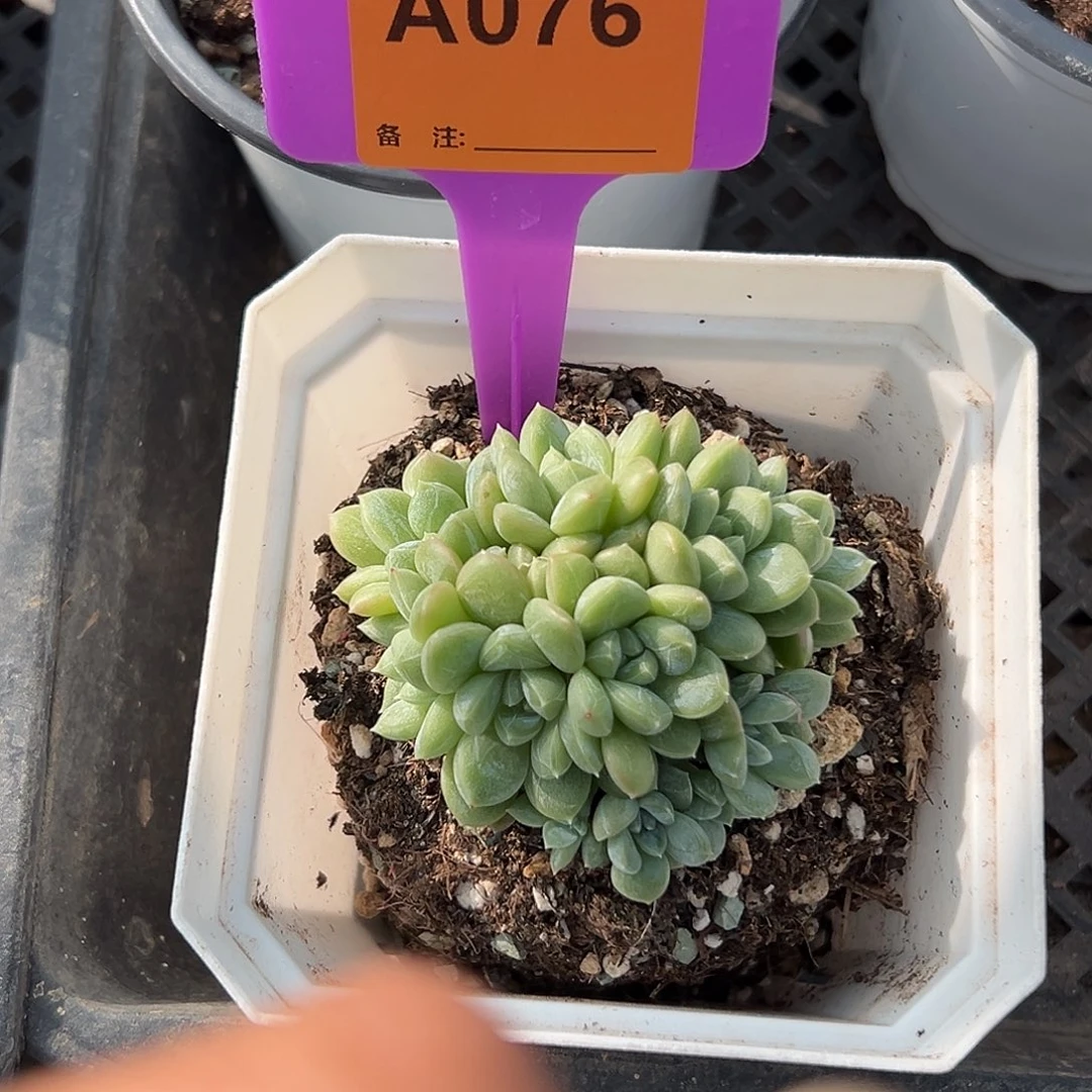 走***的多肉植物一物一拍