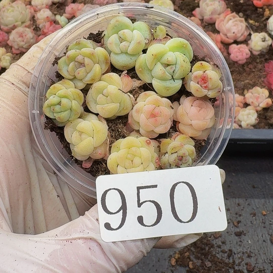 多肉植物多肉植物950