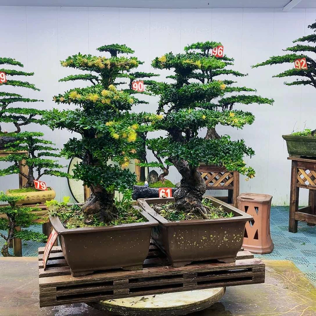 完全开放罗汉松盆景艺术