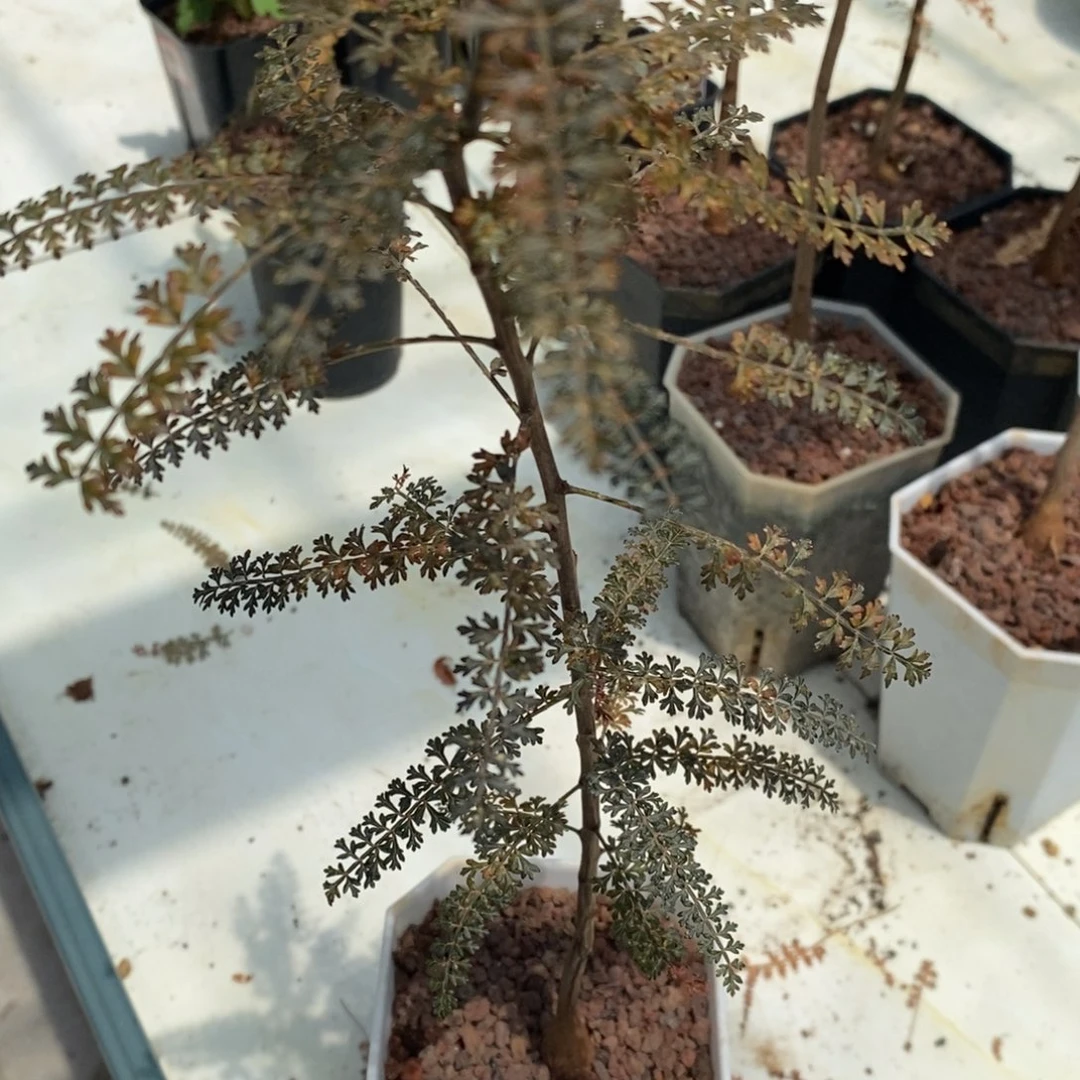 s***n索科特拉乳香实生带盆